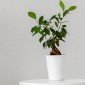 Обои под покраску Tokyo by BauTex Design 1*25м